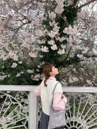 濟州島三月限定🌸 小眾賞櫻公園大揭秘