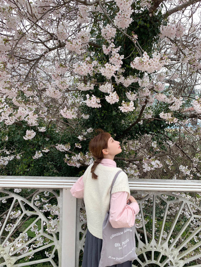 濟州島三月限定🌸 小眾賞櫻公園大揭秘