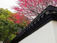 去梅家塢喝茶賞花吧