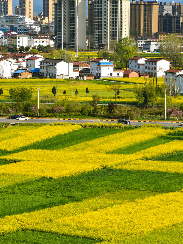 2025漢中油菜花最新最齊全賞花攻略～碼住