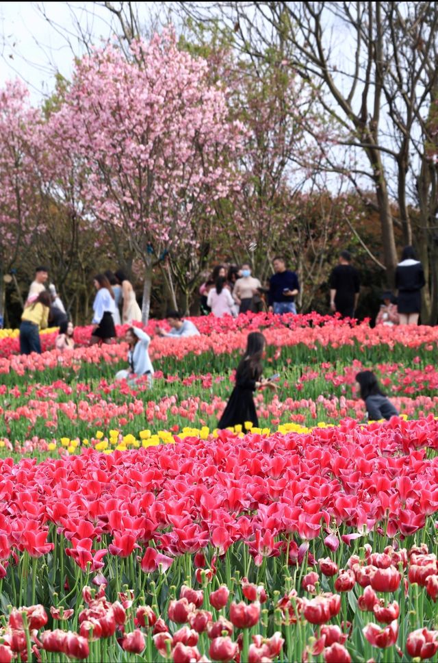 南昌鬱金香花海3月實況 遊玩攻略