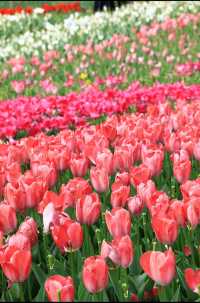 南昌鬱金香花海3月實況 遊玩攻略