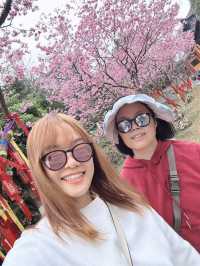 東華禪寺的櫻花太美啦