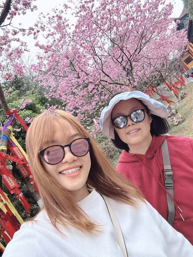 東華禪寺的櫻花太美啦