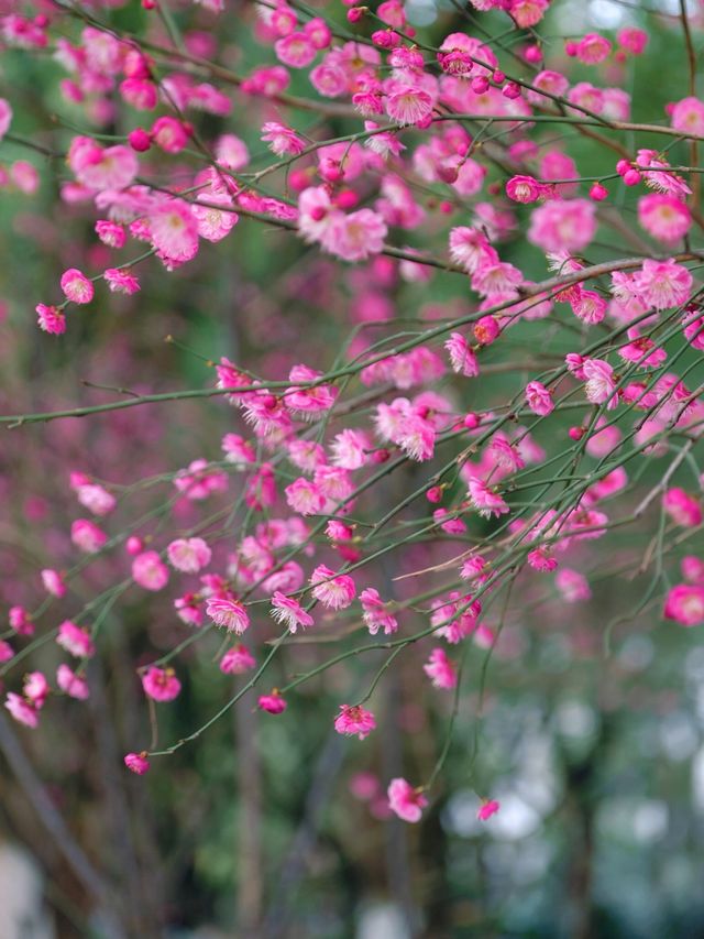 Discover the Best Spot for Plum Blossom Viewing in Jinhua