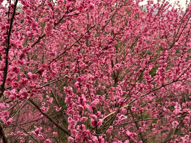 南麓春日花事｜闖入莫奈花園秘境世界。