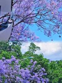 奔赴一場紫色之約，西昌藍花楹藏著什麼驚喜？