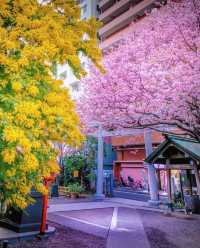 蔵前神社⛩️：春のミモザと桜の共演！