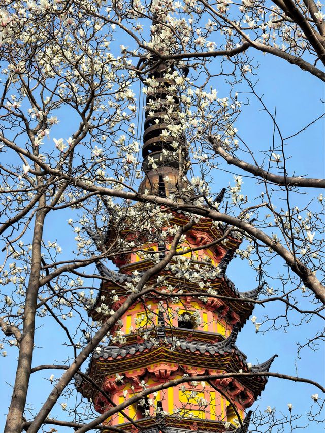 玉蘭映雙塔，春色落滿園。
