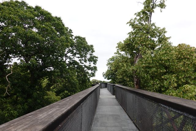 Exploring the Treetop Walkway at Kew Gardens