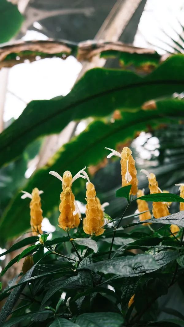 Kew Gardens Bloom Alert: Titan Arum and Monet's Water Lilies