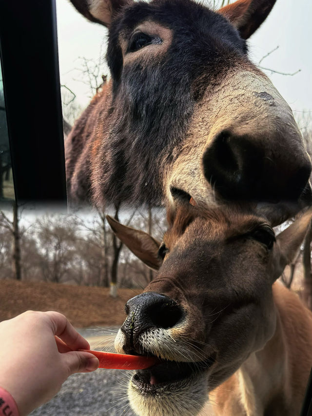 北京野生動物園遊玩新攻略