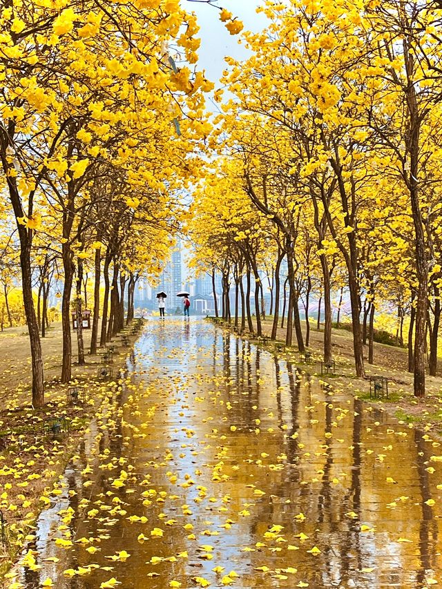 雨中黃花風鈴木，太震撼了
