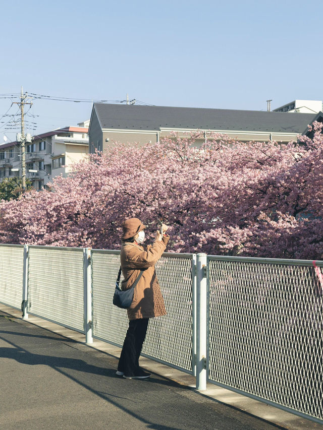 🌸交換春天 | 東京早櫻，開出一整個春天的浪漫