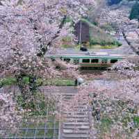 🌸白石川堤一目千本櫻，這趟真不虛此行！