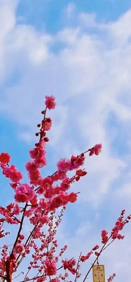 都開了！魔都春日賞花熱點回歸
