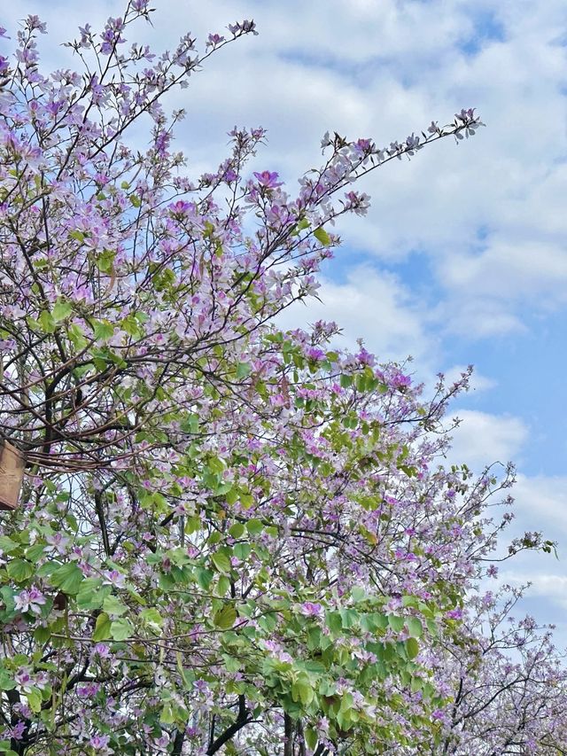 3月的廣州美到爆......紫荊花海！！