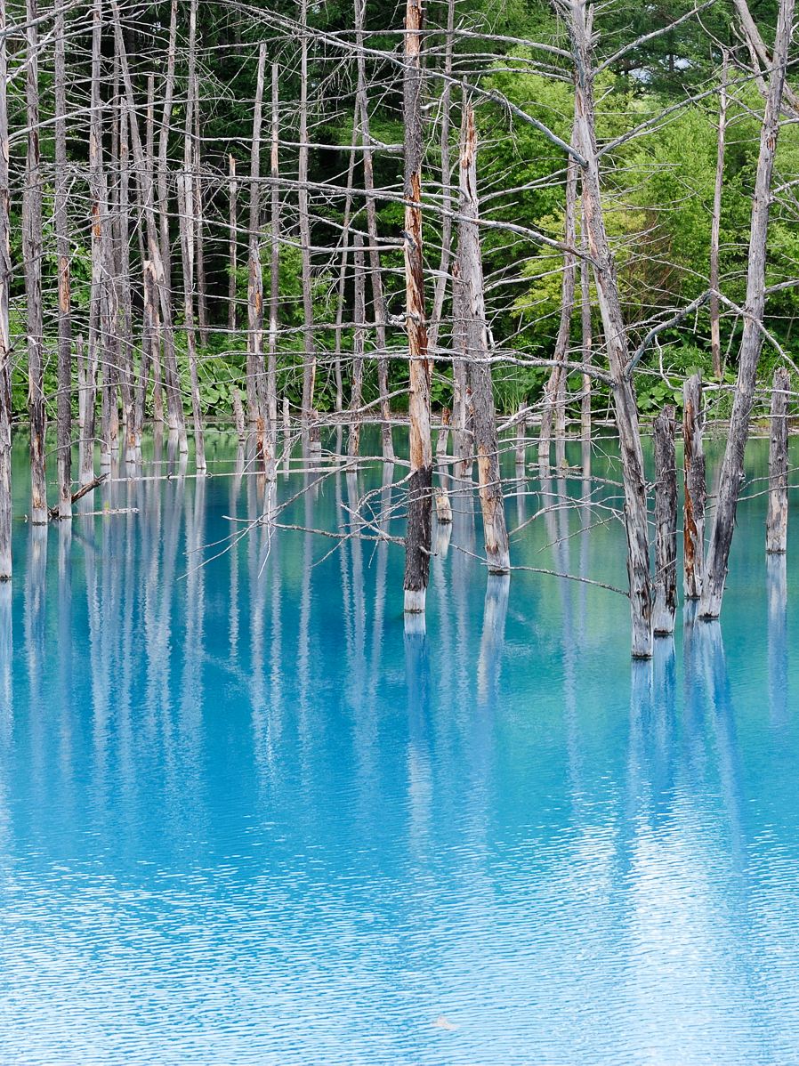 Shirogane Blue Pond (Aoiike) Tickets [2025] - Promos, Prices