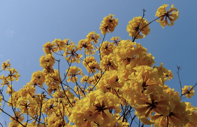 爆花預警！柳州柏曼春日限定浪漫上線。