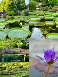 被我發現的日本小眾絕美寶地草津市立水生植物園