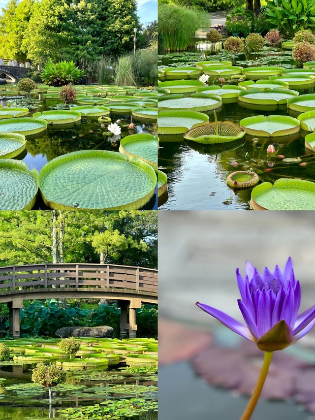 被我發現的日本小眾絕美寶地草津市立水生植物園