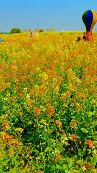 《南昌賞油菜花，最佳地點是哪裡？》