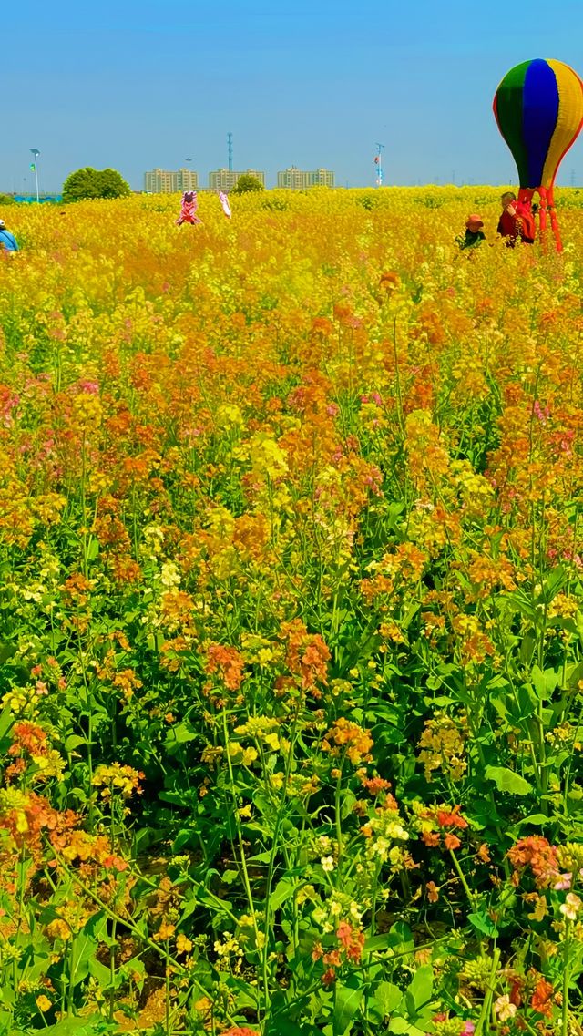 《南昌賞油菜花，最佳地點是哪裡？》