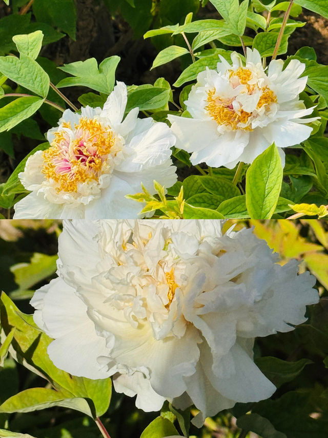 洛陽牡丹花卉節賞花攻略來啦