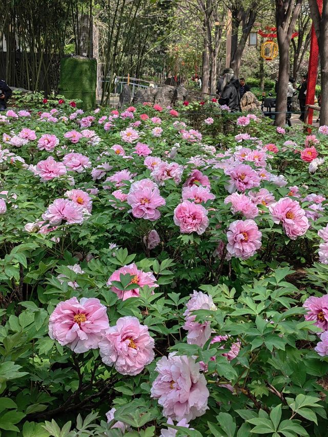 跟著何惟芳遊洛陽賞牡丹 四月的洛陽 跟著何惟芳遊洛陽賞牡丹 四月的洛陽