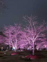 上海顧村賞夜櫻