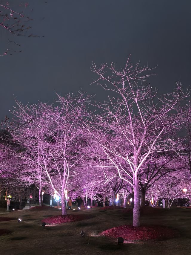 上海顧村賞夜櫻 上海顧村賞夜櫻
