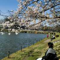 福岡舞鶴公園，邂逅夢幻櫻海