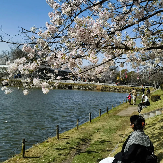 福岡舞鶴公園，邂逅夢幻櫻海