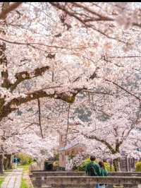 日本賞櫻🌸多條路線攻略請收好