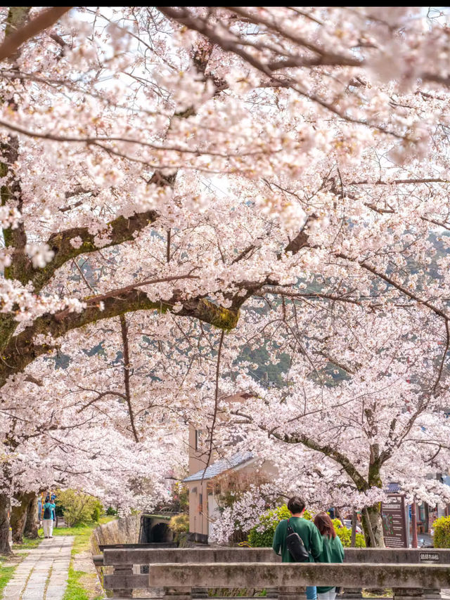 日本賞櫻🌸多條路線攻略請收好