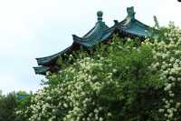 長沙烈士公園春日木繡球花海：古風與自然的詩意碰撞