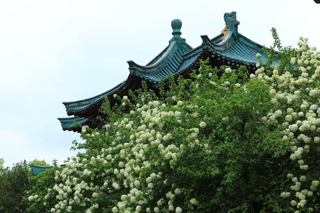 長沙烈士公園春日木繡球花海：古風與自然的詩意碰撞