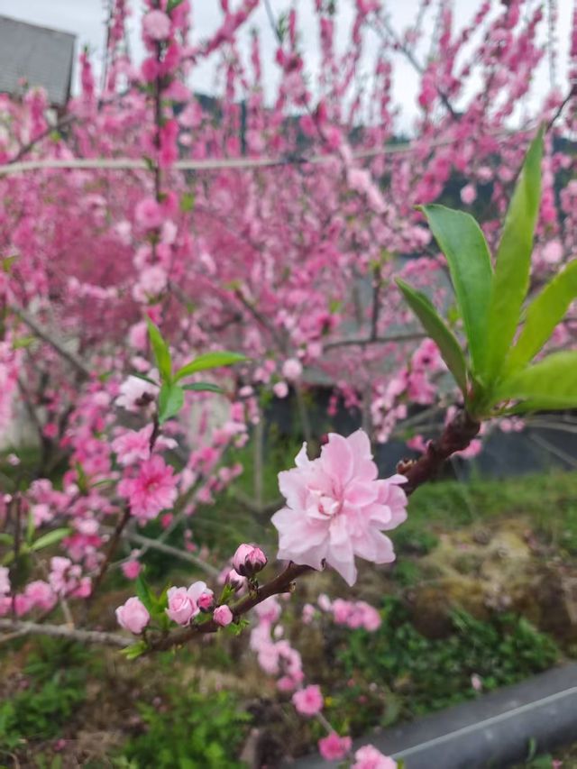 “桃之夭夭，灼灼其華”