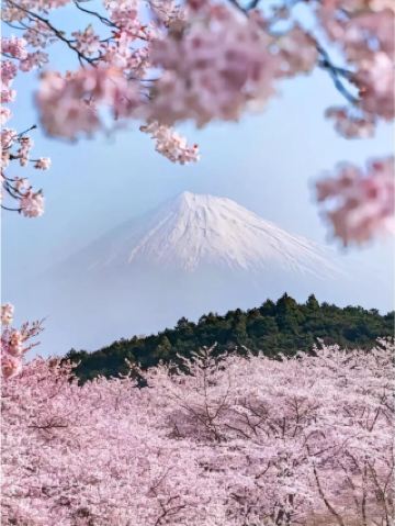 [오키나와 벚꽃 시즌 완벽 가이드] 열대 섬에서의 핑크빛 로맨스