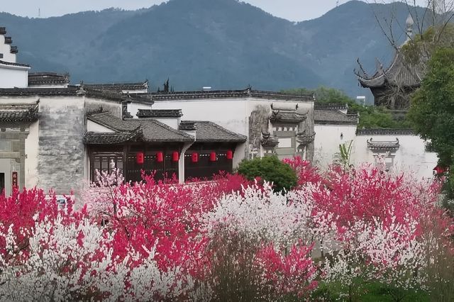 桃花朵朵開！來歙縣共赴一場浪漫春宴~