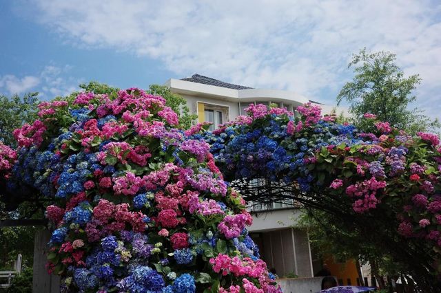 五一賞花新地標！海寧50萬㎡奇幻植物王國等你來探