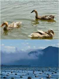 惠州首站衝這裡!鹽洲島把大海玩明白了