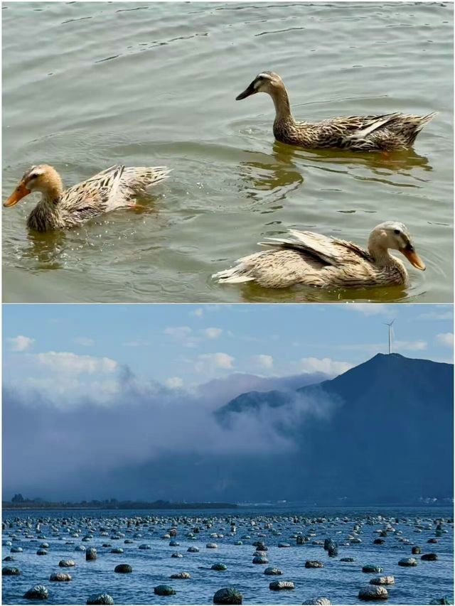 惠州首站衝這裡!鹽洲島把大海玩明白了 惠州首站衝這裡!鹽洲島把大海玩明白了