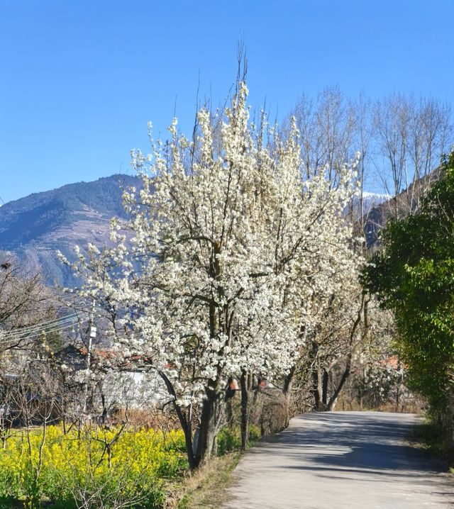 川西梨花PlanC