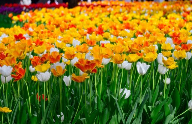 中山公園春日賞花：一場不期而遇嘅浪漫邂逅