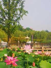 千年曲江池遺址公園遊玩攻略，盛世長安遊
