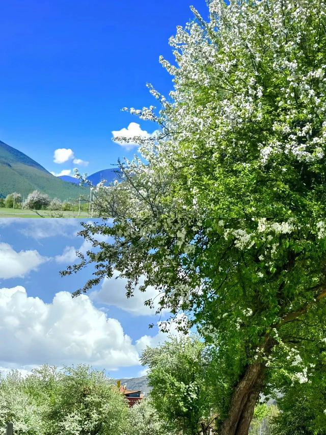 接下來的川西，是浪漫的俄色花海