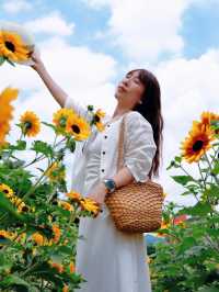 深圳的寶子們有福啦！市中心居然藏著一片免費向日葵花海🌻地鐵直達超級方便，懶人、上班族、學生黨都能輕鬆衝！