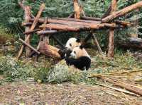 成都大熊猫繁育研究基地｜避開人潮的在地玩法