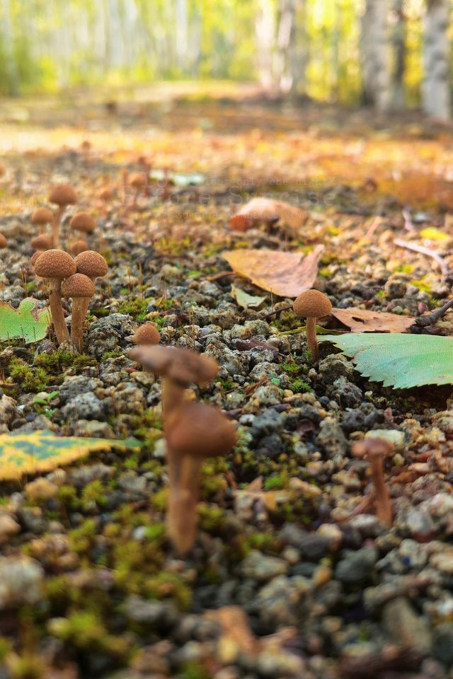 一定要來體驗東北林地深處的採蘑菇樂趣